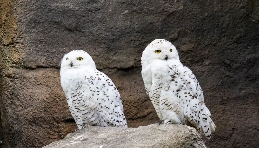 Snowy Owl - Owl Species in Arkansas