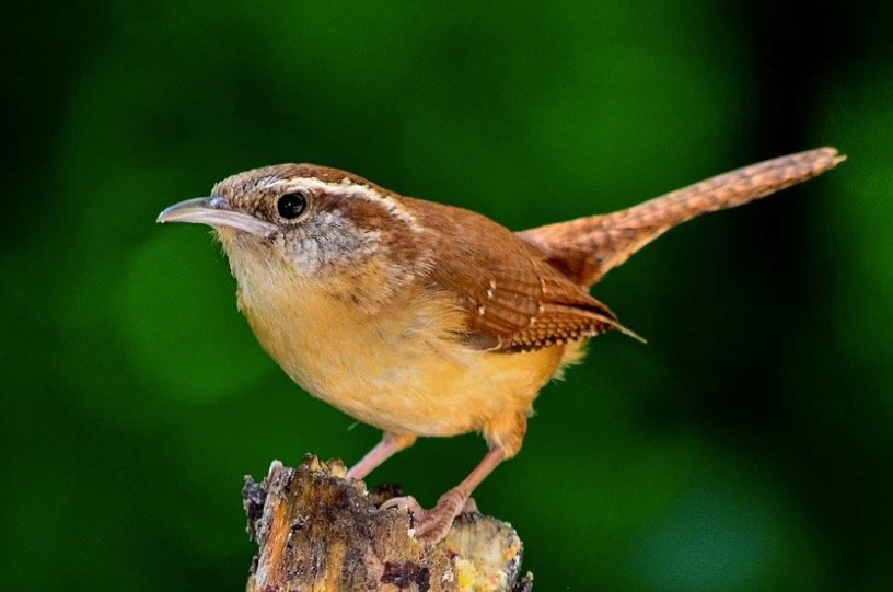 South Carolina State Bird - Carolina Wren