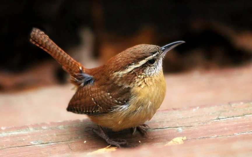 South Carolina State Bird - Carolina Wren