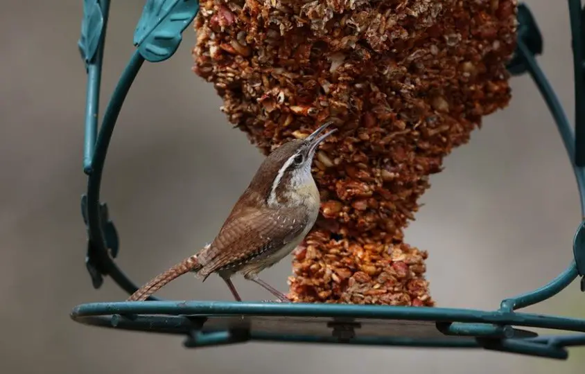 South Carolina State Bird - Carolina Wren