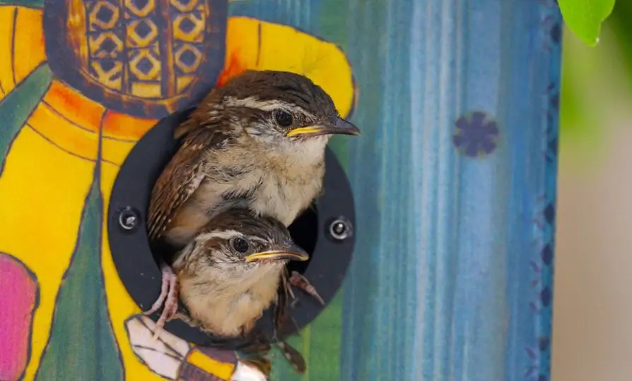 South Carolina State Bird - Carolina Wren