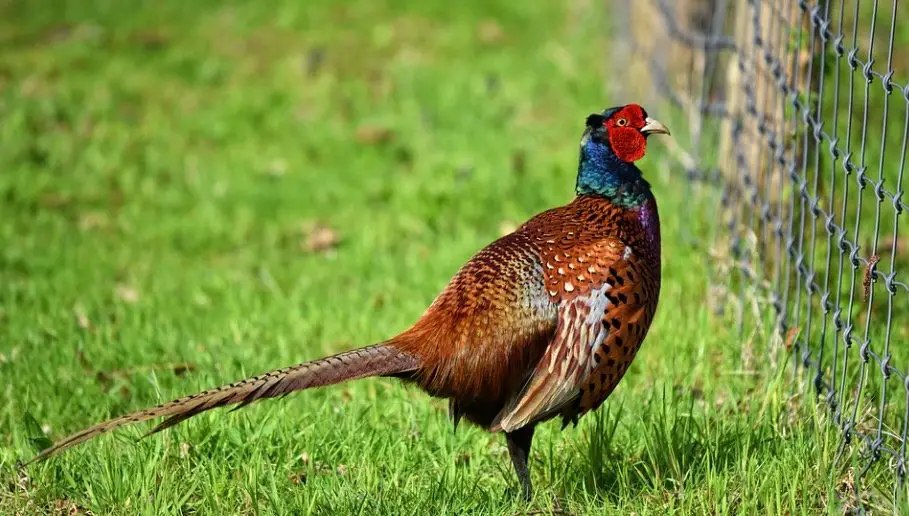 South Dakota State Bird - Ring-necked Pheasant