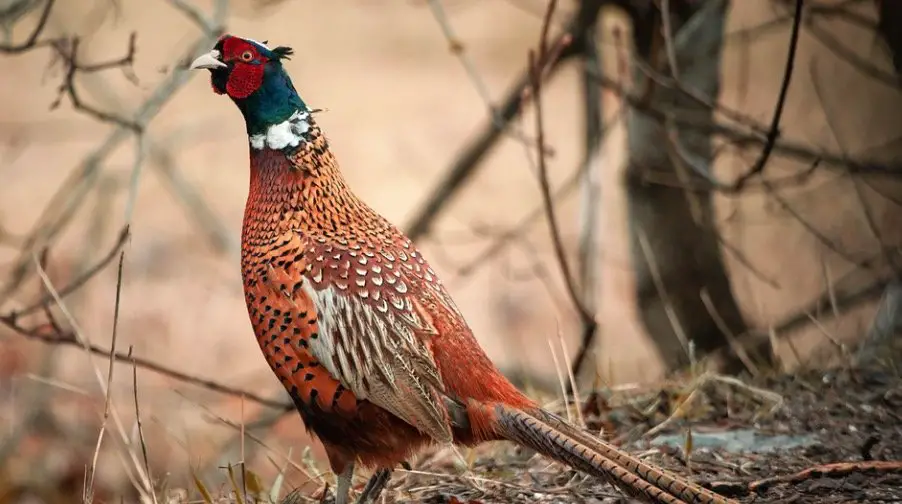 South Dakota State Bird - Ring-necked Pheasant