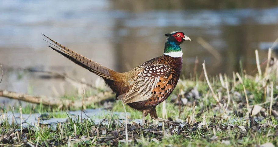 South Dakota State Bird - Ring-necked Pheasant