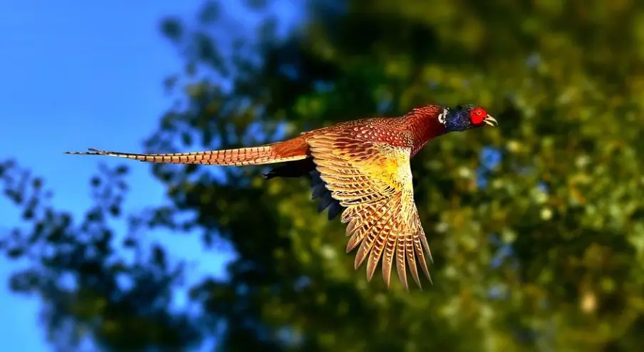 South Dakota State Bird - Ring-necked Pheasant