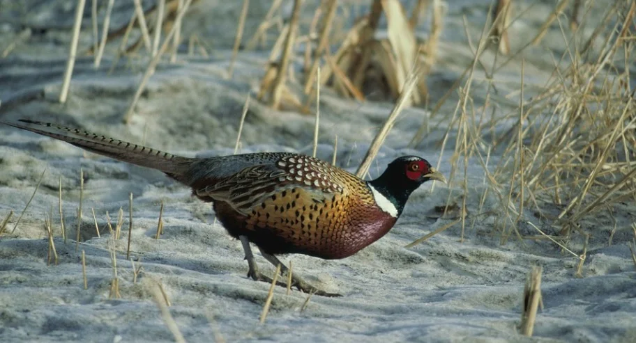 South Dakota State Bird - Ring-necked Pheasant