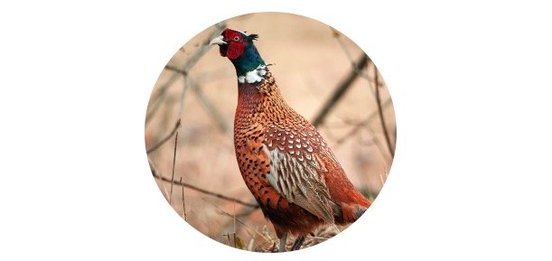 South Dakota State Bird - Ring-necked Pheasant