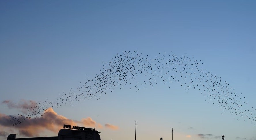 Starling Murmuration