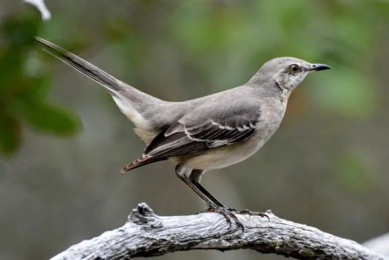 Tennessee State Bird - Northern Mockingbird