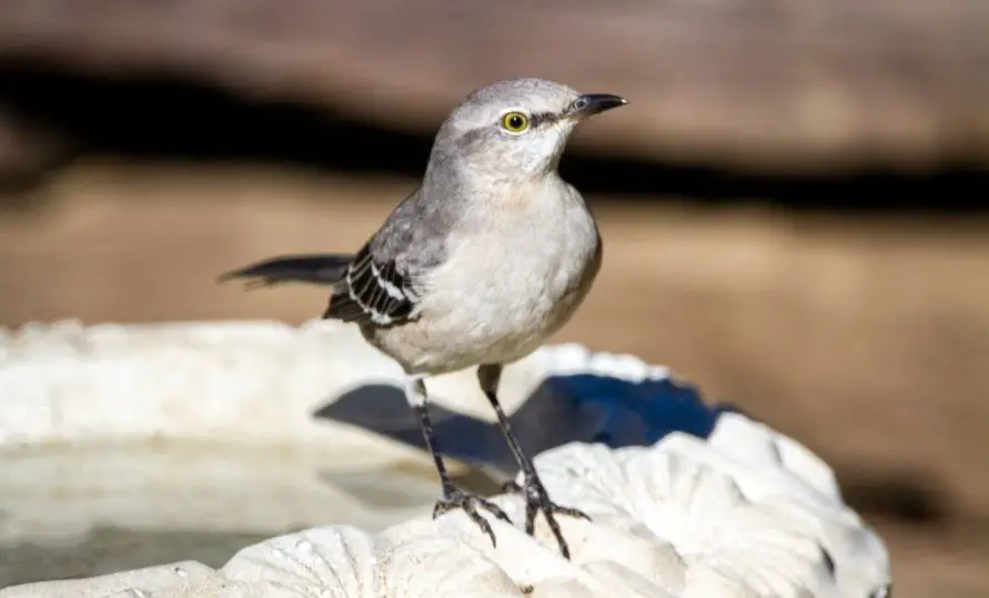 Tennessee State Bird - Northern Mockingbird