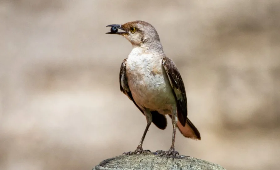 Tennessee State Bird - Northern Mockingbird