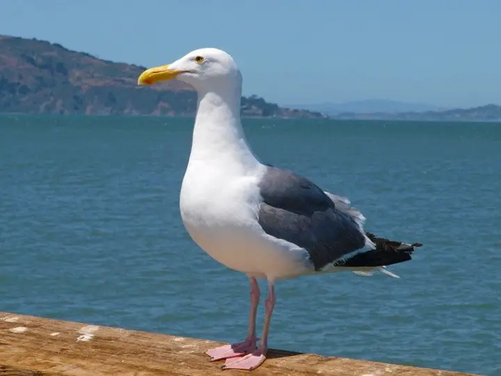 Utah State Bird - California Gull