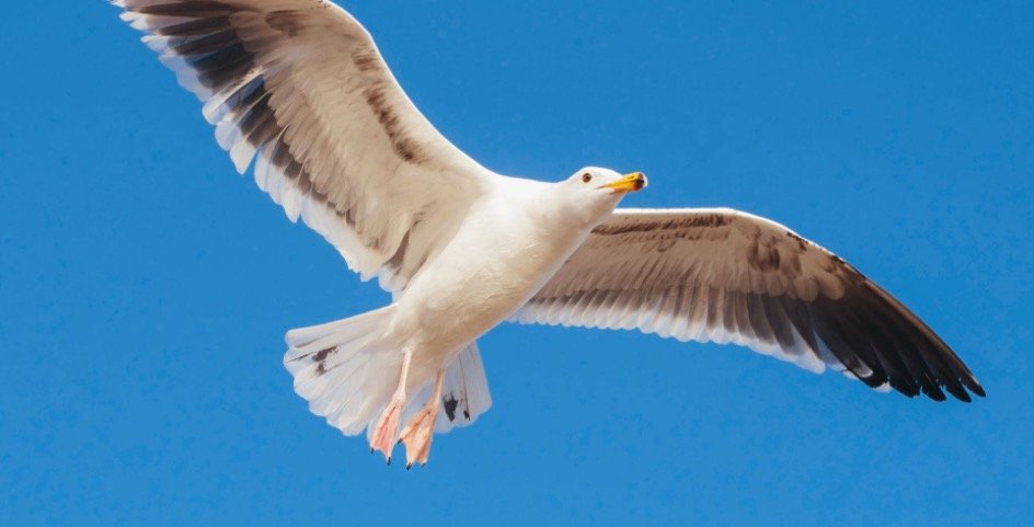 Utah State Bird - California Gull