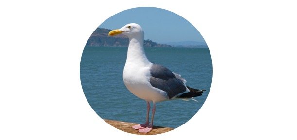 Utah State Bird - California Gull