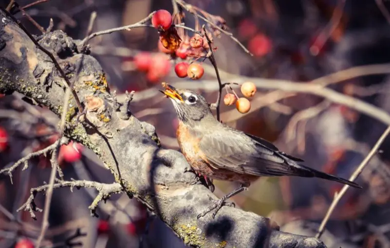 Vermont State Bird - Hermit Thrush