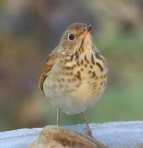 Vermont State Bird: Pictures and Fun Facts I TheBirdPedia