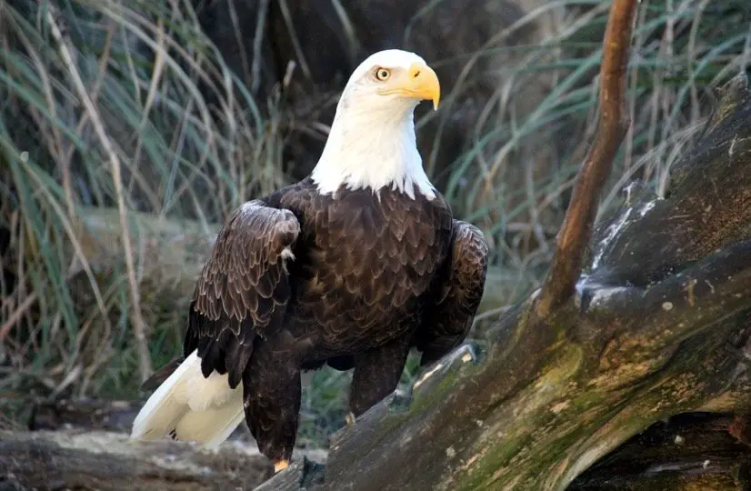 What Do Bald Eagles Eat