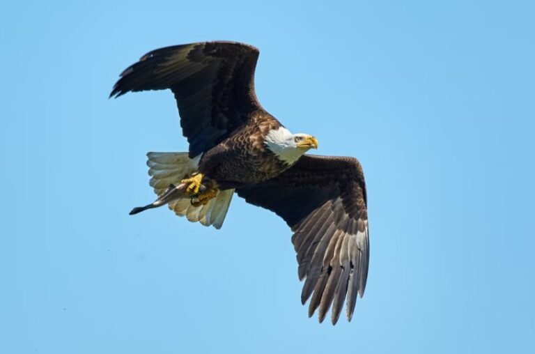 What Do Bald Eagles Eat? All You Need To Know I TheBirdPedia