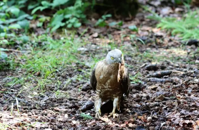 What Do Buzzards Eat? All You Need To Know I TheBirdPedia