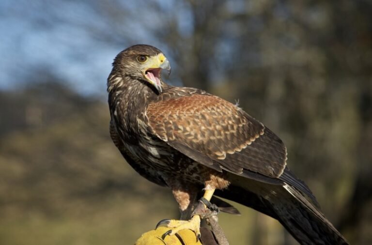 What Do Buzzards Eat? All You Need To Know I TheBirdPedia
