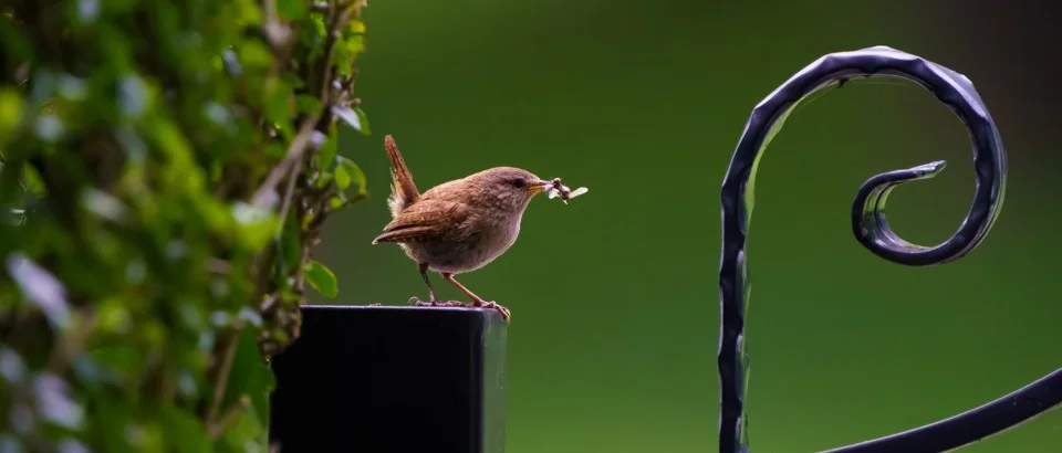 What Do Carolina Wrens Eat