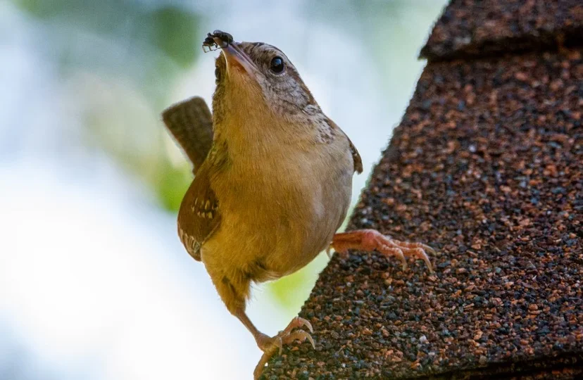 What Do Carolina Wrens Eat