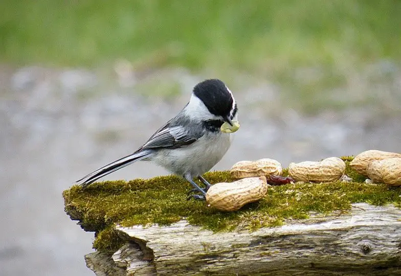 What Do Chickadees Eat?