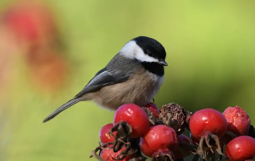 What Do Chickadees Eat