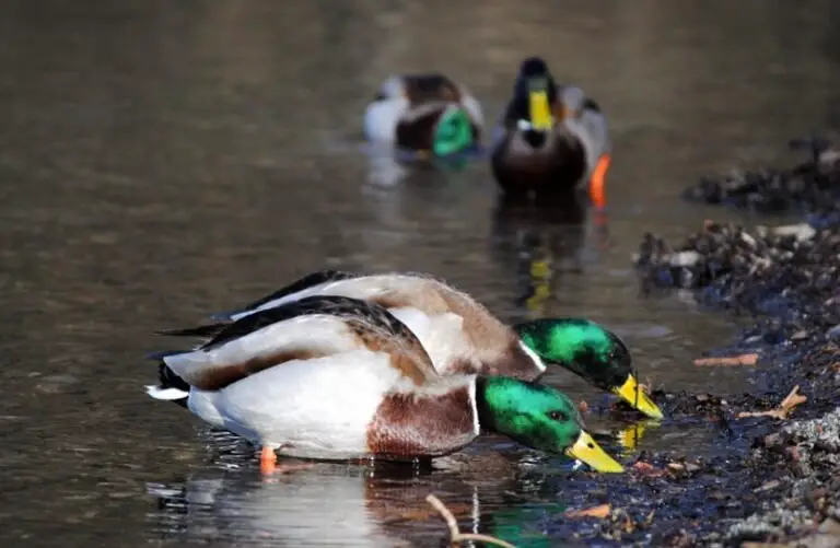 What Do Ducks Eat? All You Need To Know I TheBirdPedia