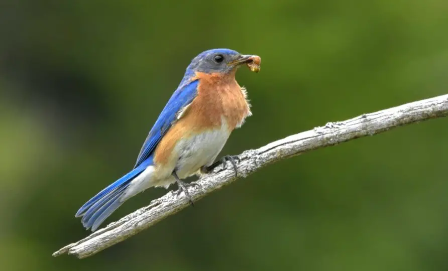What Do Eastern Bluebirds Eat