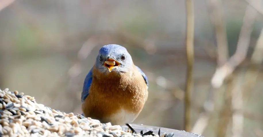 What Do Eastern Bluebirds Eat