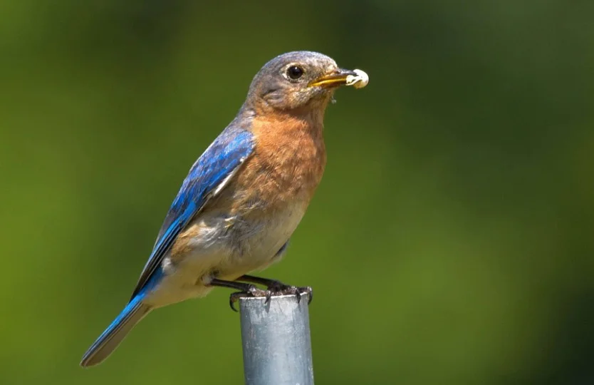 What Do Eastern Bluebirds Eat