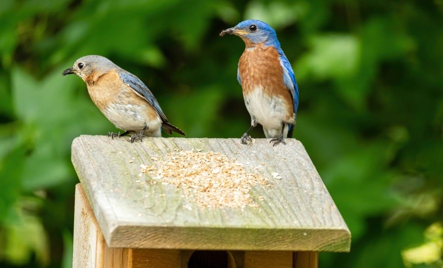 What Do Eastern Bluebirds Eat