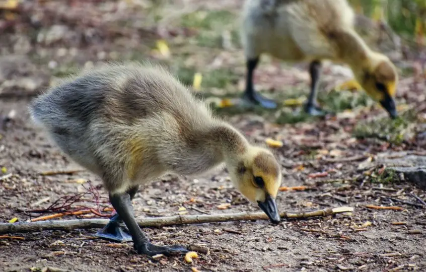 What Do Geese Eat