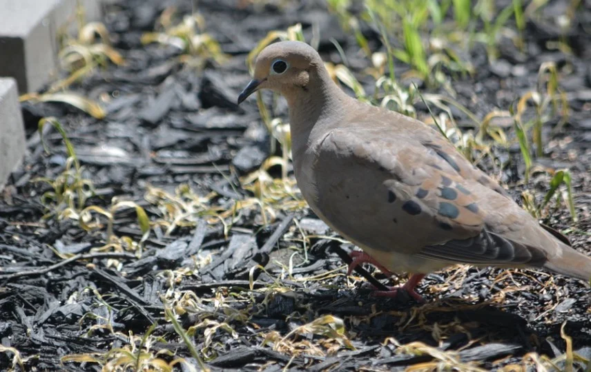 do mourning doves eat sunflower seeds