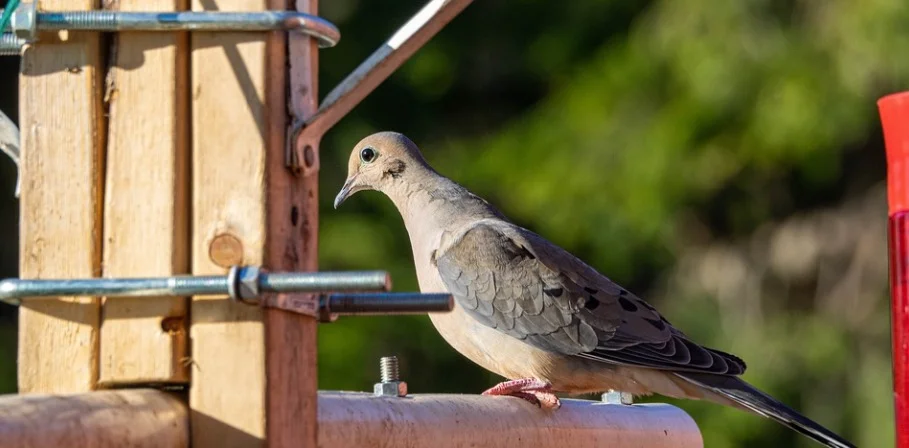 What Do Mourning Doves Eat