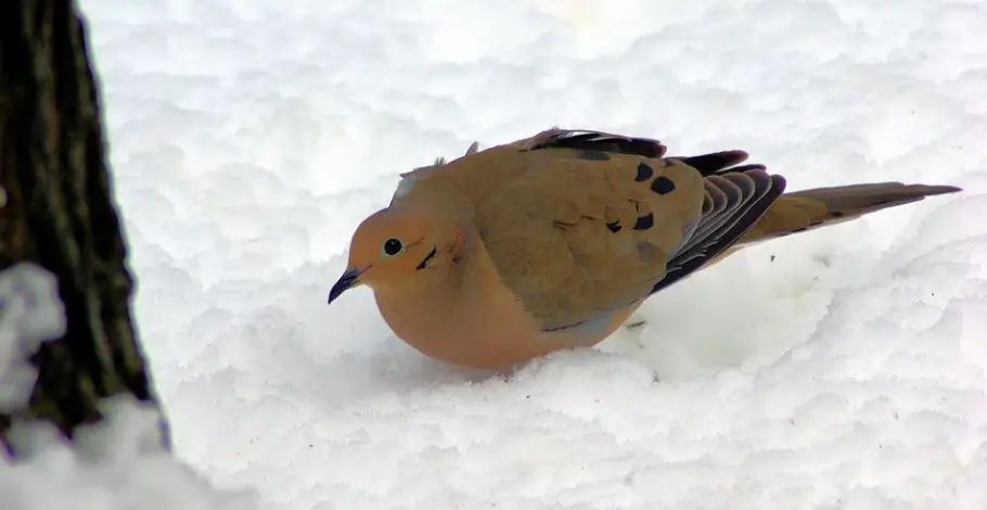 What Do Mourning Doves Eat