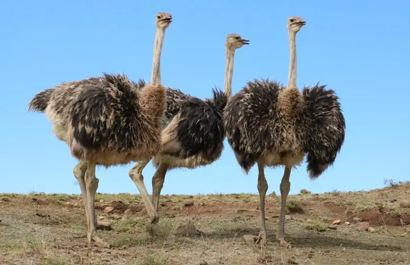 What Do Ostriches Eat