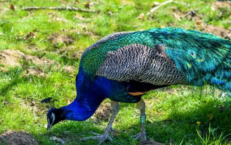 What Do Peacocks Eat? All You Need To Know I TheBirdPedia