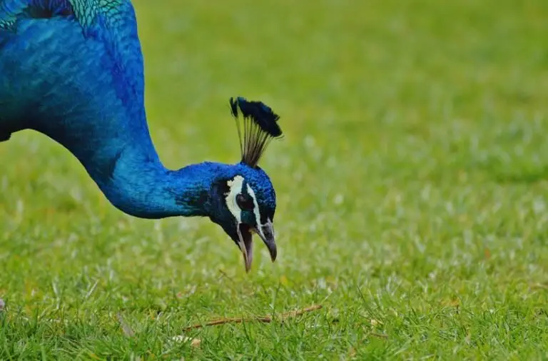 What Do Peacocks Eat? All You Need To Know I TheBirdPedia