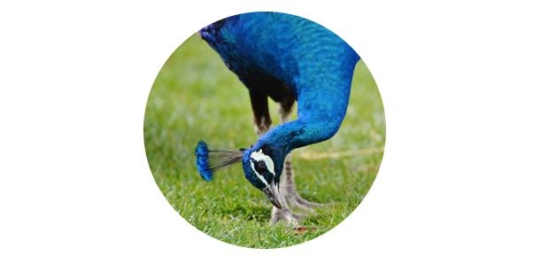 What Do Peacocks Eat
