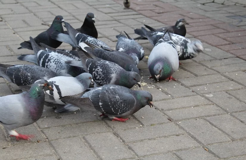 What Do Pigeons Eat