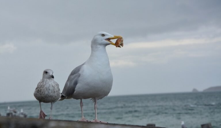 What Do Seagulls Eat? All You Need To Know I TheBirdPedia