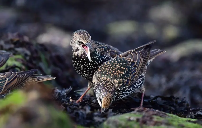 What Do Starlings Eat