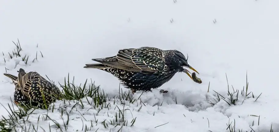 What Do Starlings Eat