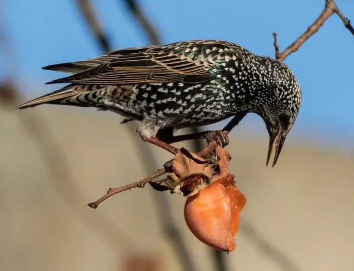 What Do Starlings Eat