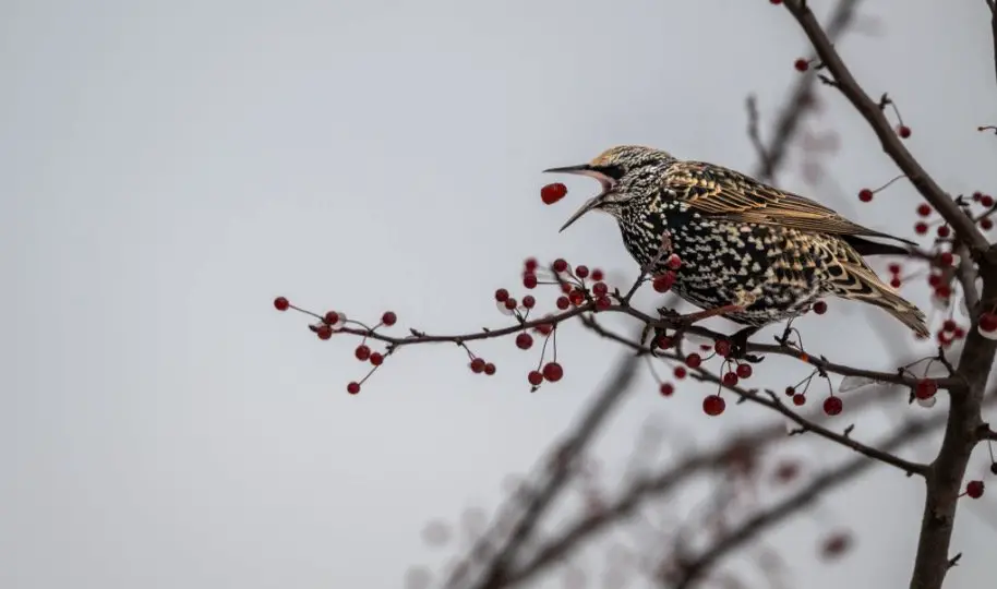 What Do Starlings Eat