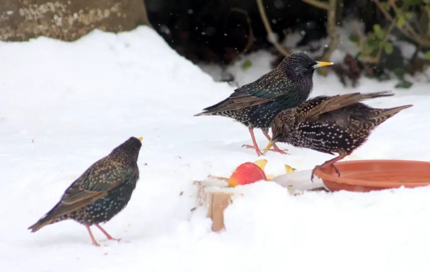 What Do Starlings Eat