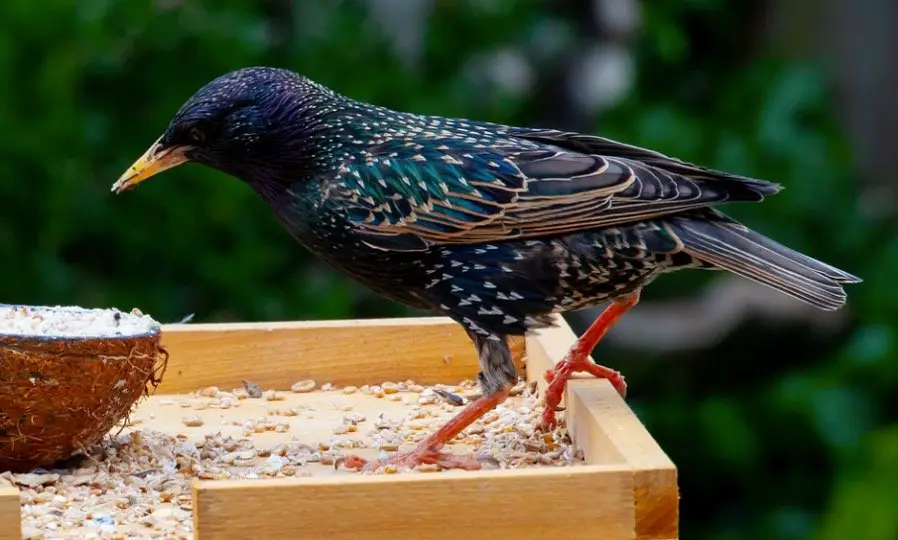 What Do Starlings Eat