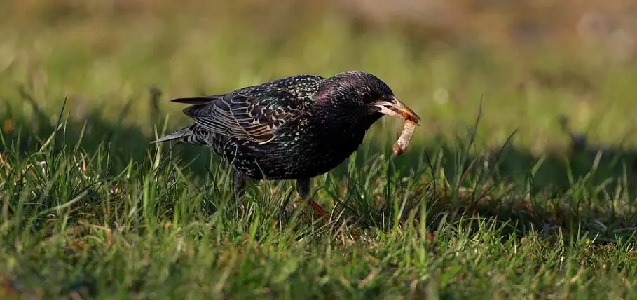 What Do Starlings Eat